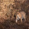 Tiger Safari Tadoba National Park