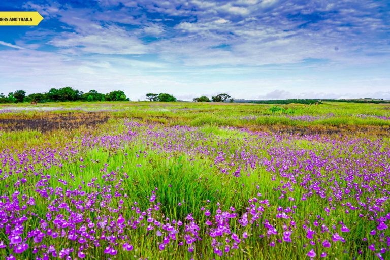Kaas Plateau Ban 2020 Covid19