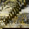 Ranthambore Tiger Sarfari