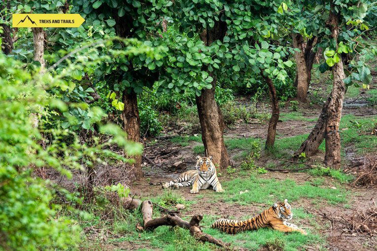 Sariska Tiger Safari