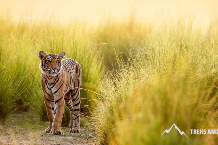 Top 10 best places to spot tigers in India