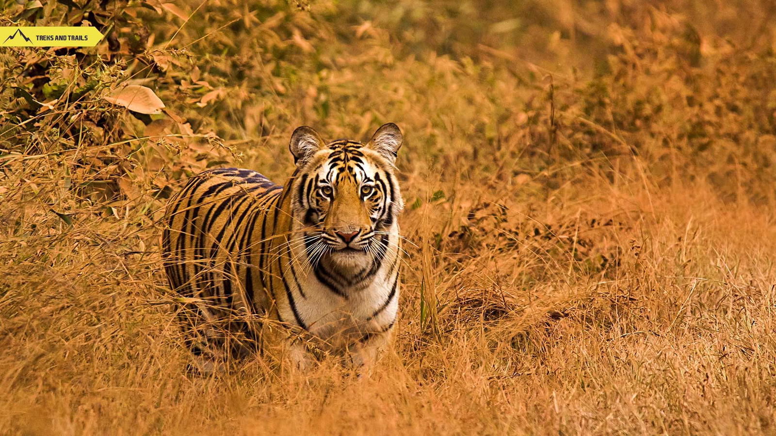 Umred Karhandla Wildlife Sanctuary | Tiger Safari Plans - Tour