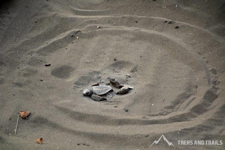 Velas Turtle Festival 2026 from Pune - Tour